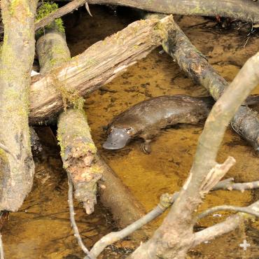 Platypuses are one of five living species of egg-laying mammals.