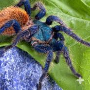 Greenbottle blue tarantula