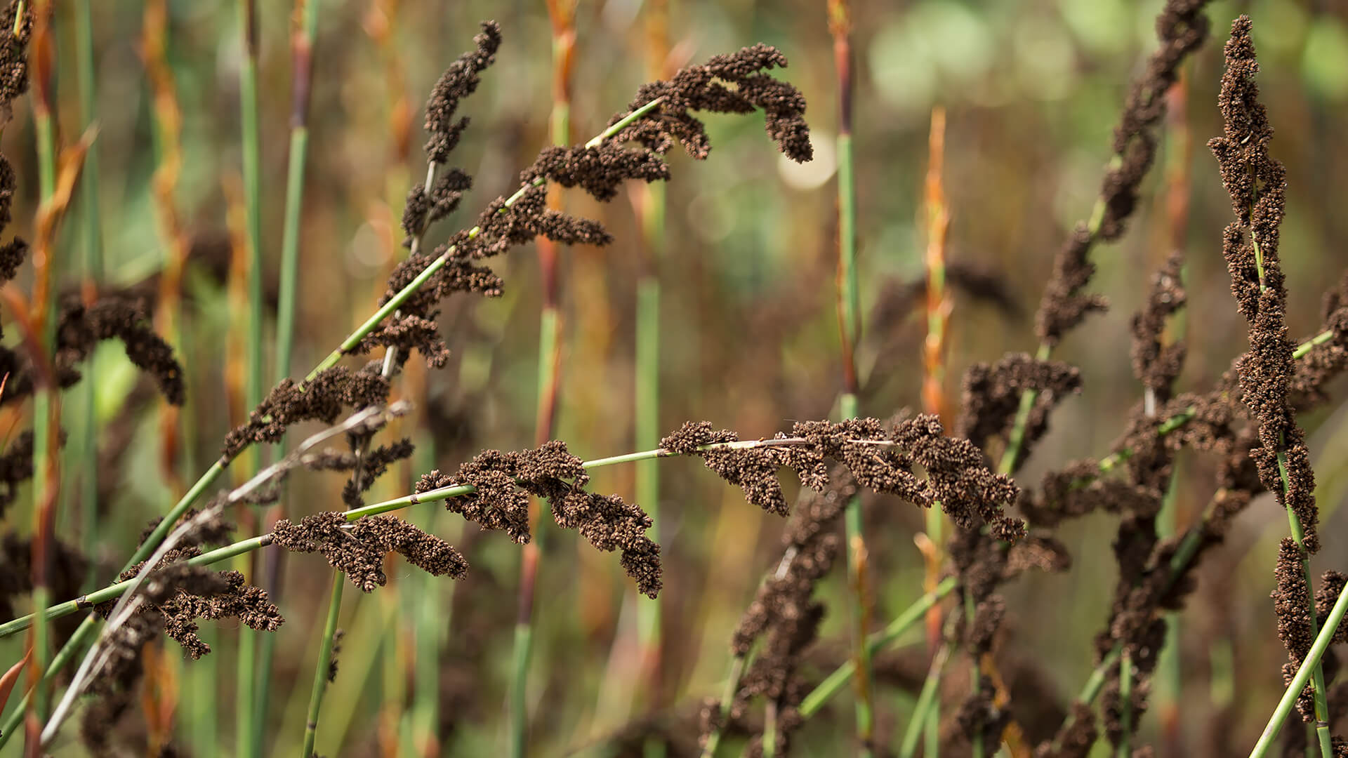 Cape Rush (Chondropetalum tectorum)