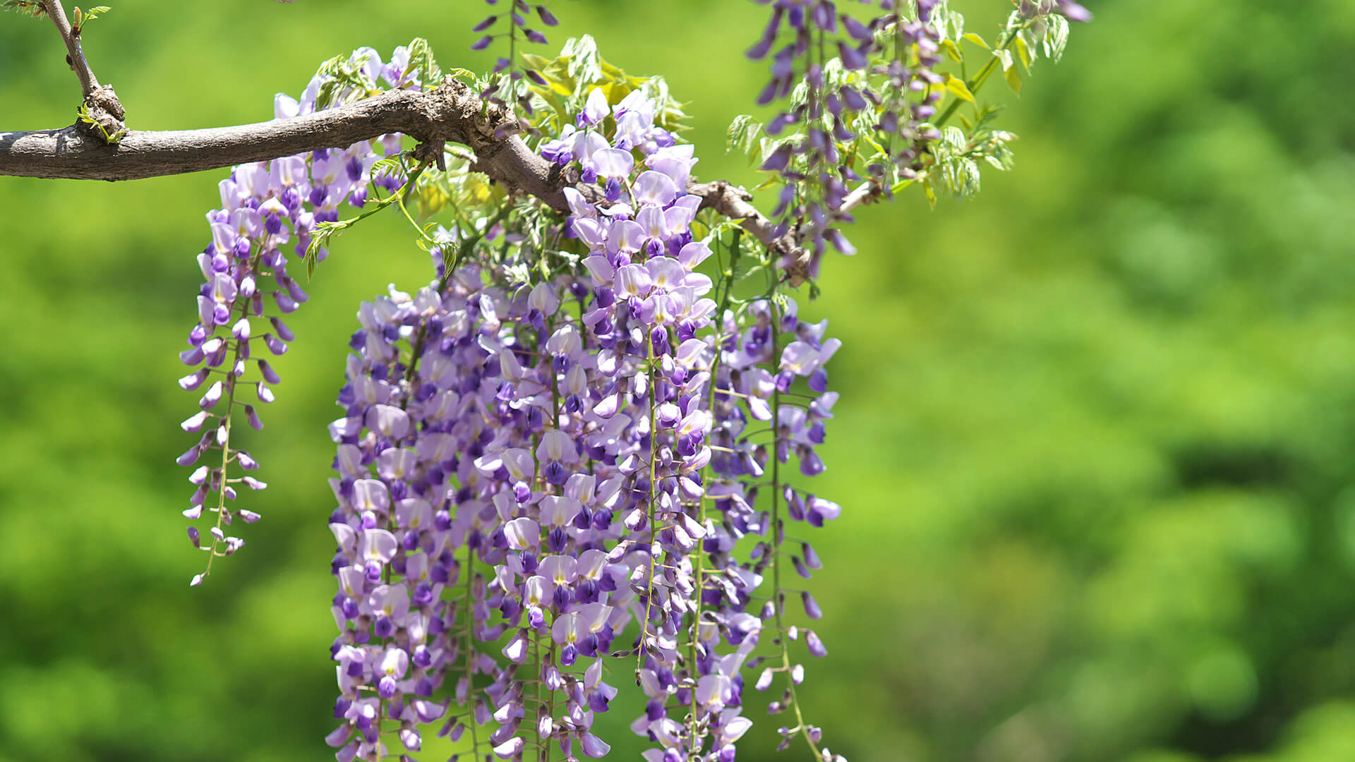 Japanese wisteria