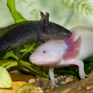 Axolotl's are naturally gray in color, though pink axolotls have been bred for the pet trade.