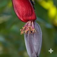 Banana inflorescence, or bloom.