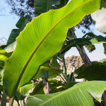 Banana leaves