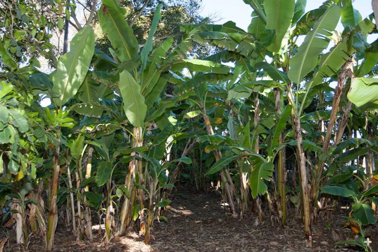 Banana "trees" are actually pseudo-trees.