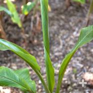 Young banana plant