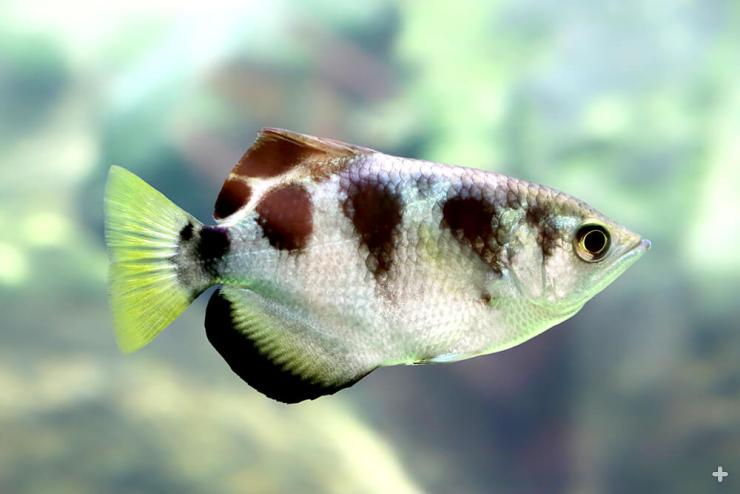 The name archer fish reflects its ability to take down prey both underwater and above the water by spitting an “arch” of water at it.