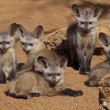 Bat-eared fox kits.