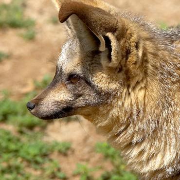 Bat-eared fox 