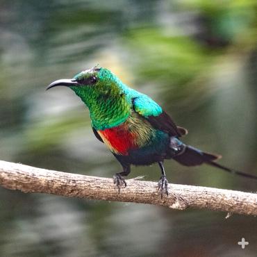 Male beautiful sunbird