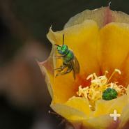 Leafcutter bees are cavity nesters (like mason bees) and are very efficient pollinators.