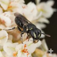 Masked bees are native to Australia and named for the bold markings on their face.