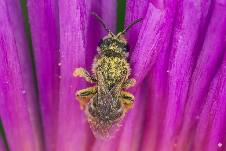 Bees are busy pollinators, and a vital link in our food chain.