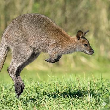 Bennett's wallaby, Minnesota Zoo.
