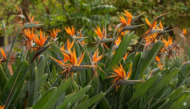Bird-of-paradise