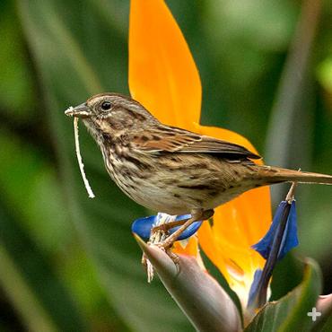 Finch sitting on bird-of-paradise flower with a strip of the flower's anthers in its beak.