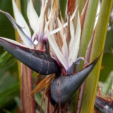 Giant bird-of-paradise