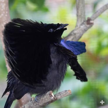 Females eventually fall for the superb bird of paradise's dramatic display.