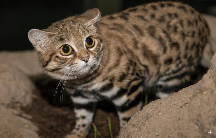Black-footed cat