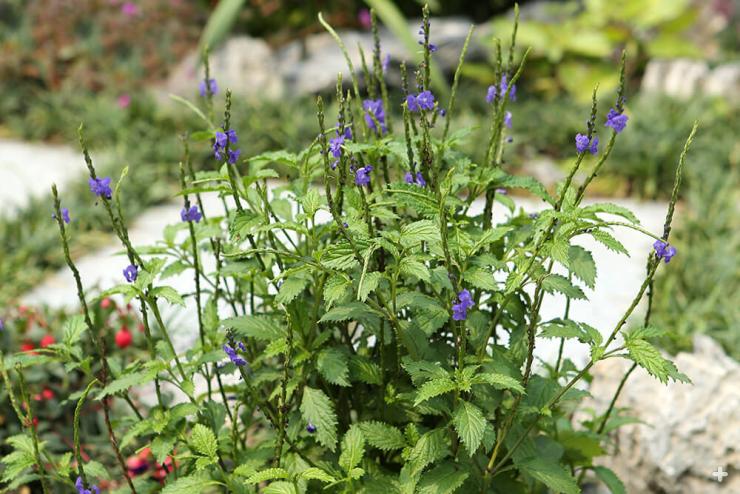 Blue porterweed