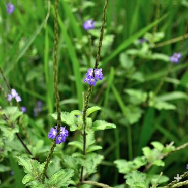 Blue porterweed