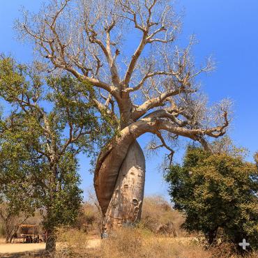The famous Baobab Amoreux, a twisted Baobab in Madagascar