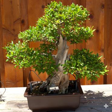 Bonsai at San Diego Zoo Safari Park's Bonsai Pavilion 