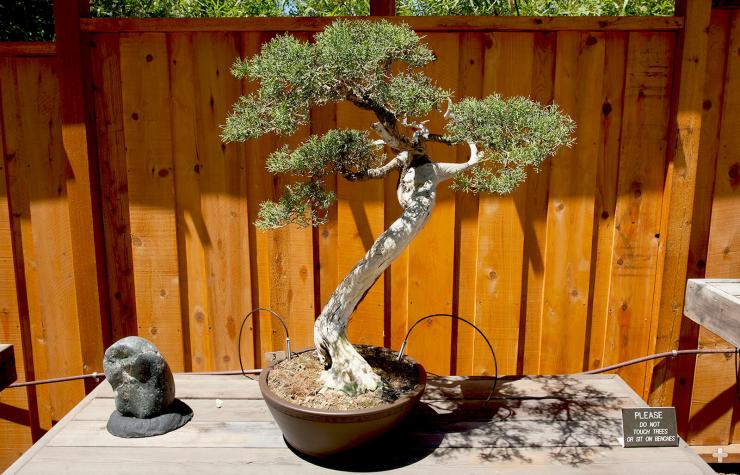 Pine bonsai