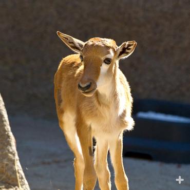 A bontebok calf is up and running within minutes after birth. 