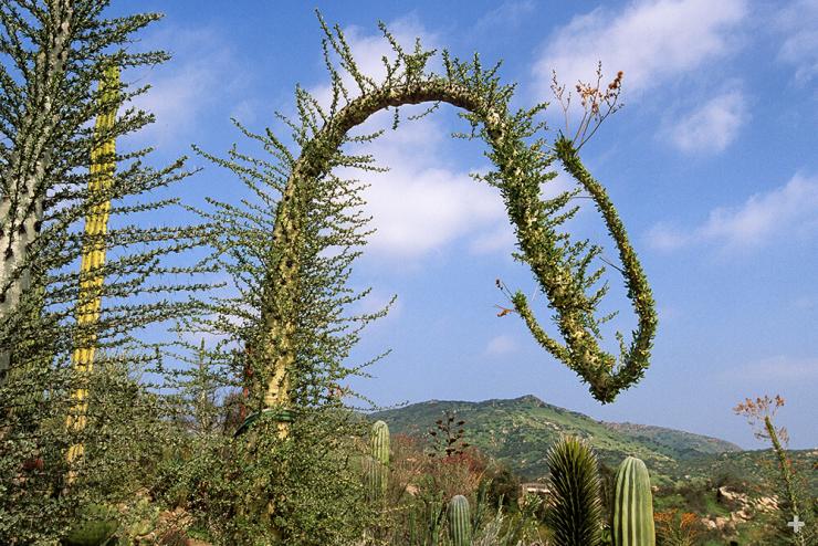 Boojum at the San Diego Zoo Safari Park. The unusual, bending shape of this particular boojum is the result of a weaking in the main stem. 