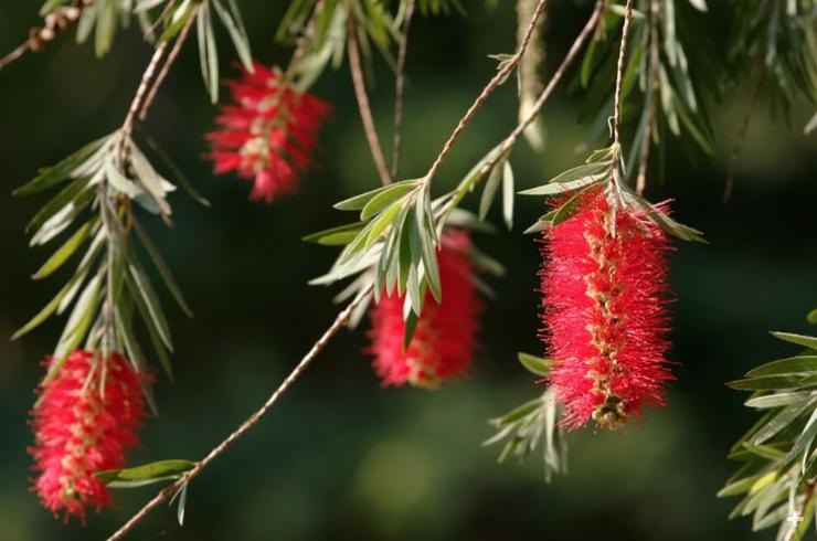 Bottlebrush blooms
