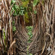 The male fawn-breasted bowerbird creates his one- to two-foot-long tunnel with an open top, known as an avenue-style bower, decorated with bright green leaves.