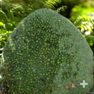 Tiny green rosettes of the bromeliad Deuterocohnia brevifolia, native to Bolivia and Argentina, cover every inch of this big boulder.