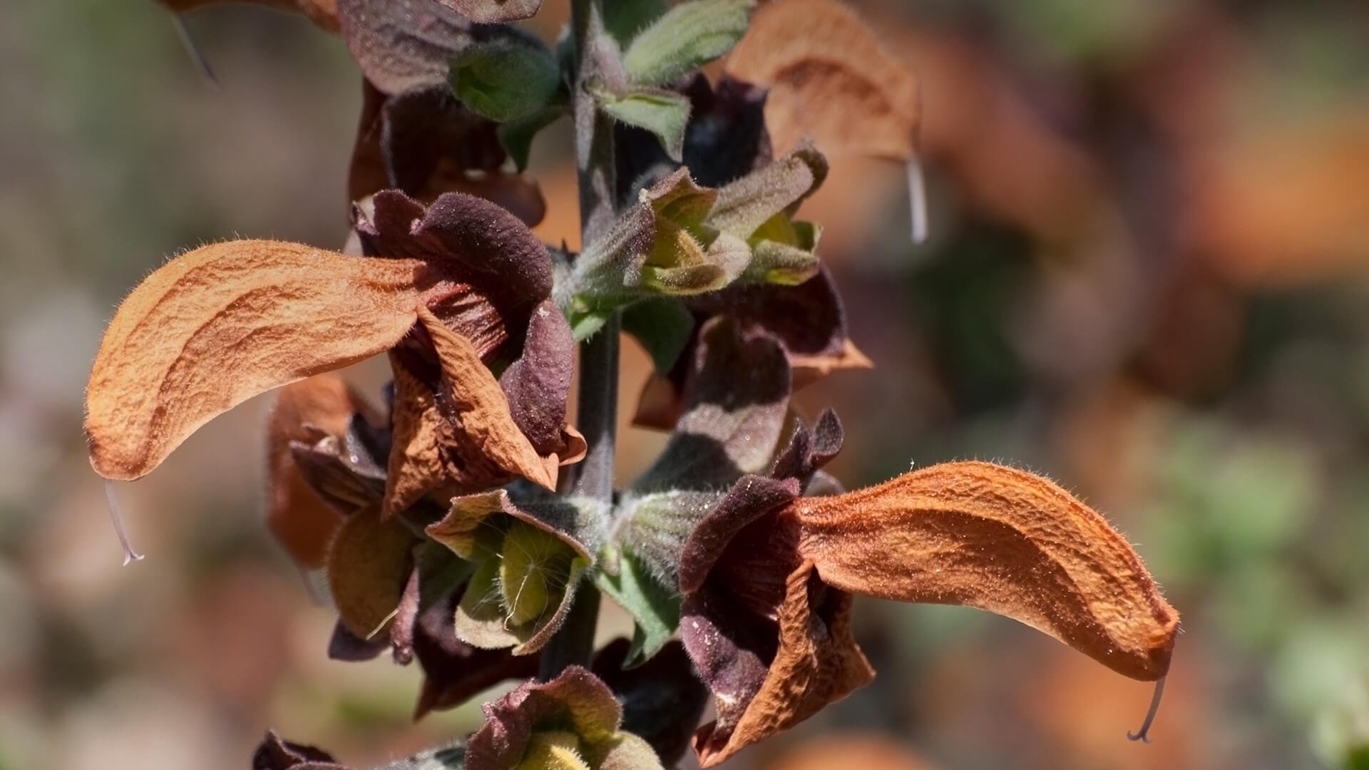 Close-up of beach salvia's rust brown blooms