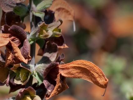 Close-up of beach salvia's rust brown blooms