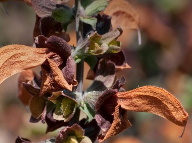 Close-up of beach salvia's rust brown blooms