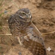 Flight is used to catch prey, and bring it back to the den. 