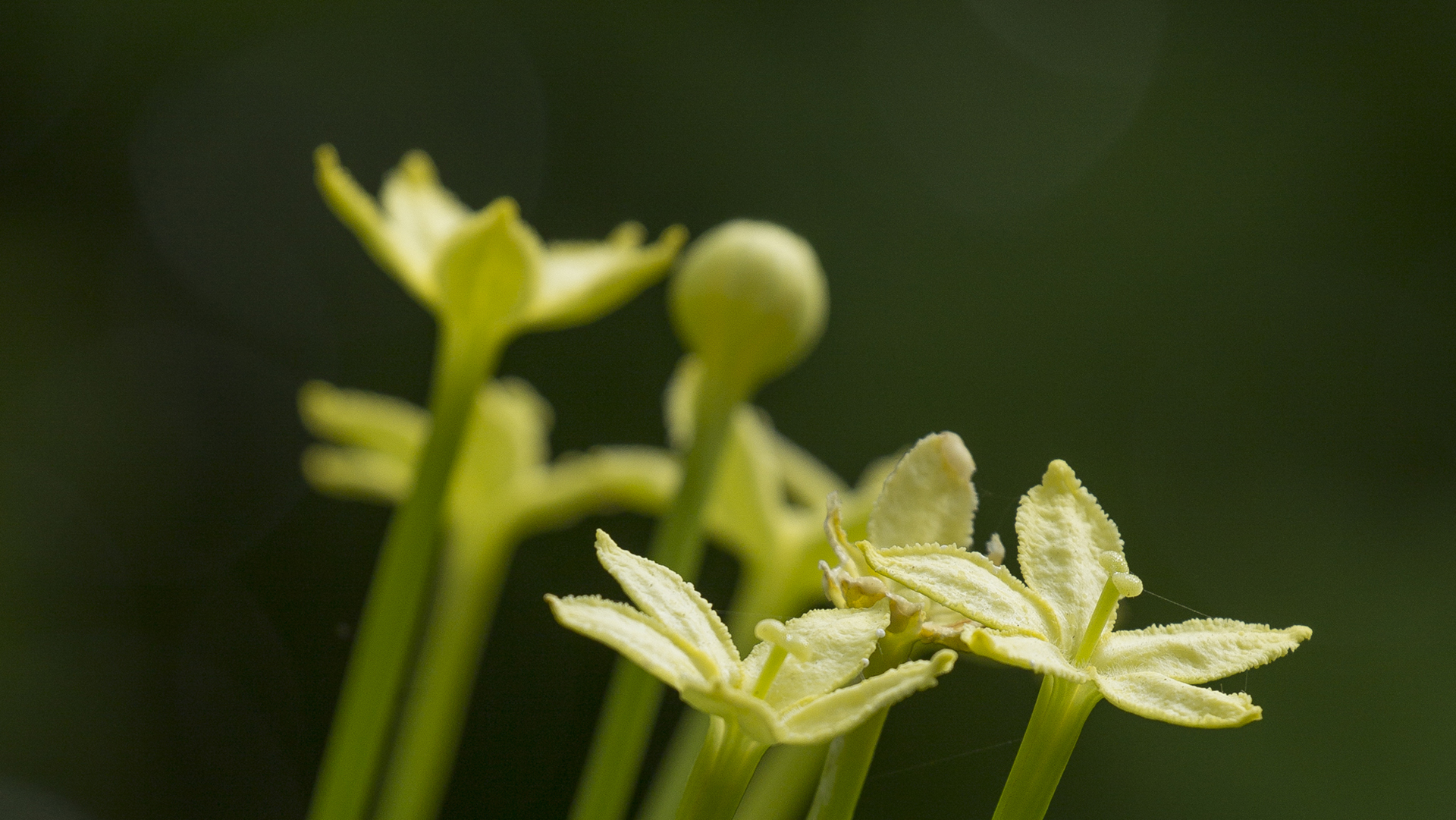 Alula, Cabbage on a Stick in bloom.