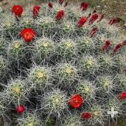 Mojave Mound cactus