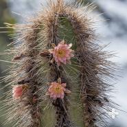 Garambullo cactus