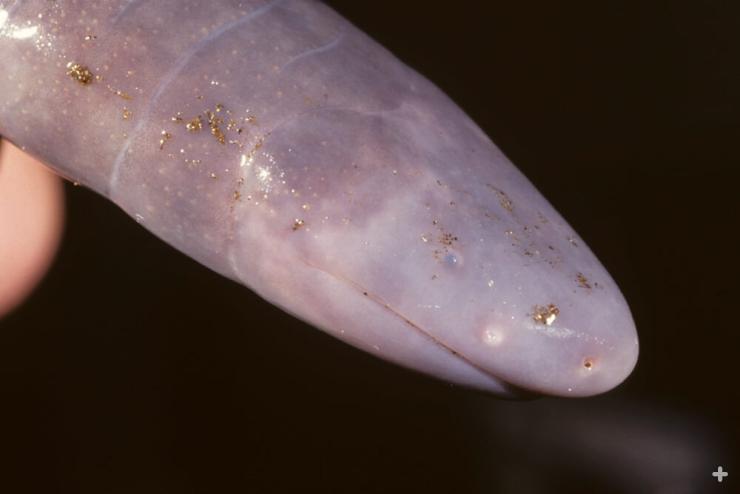 Caecilian eyes are tiny in some species or hidden under the skin or skull in other species, making just gray bumps for eyes.