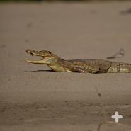 Caimans are found in Central and South America wetlands. The six caiman species range from 5.6 feet (1.7 meters) to 16 feet (5 meters) in length.
