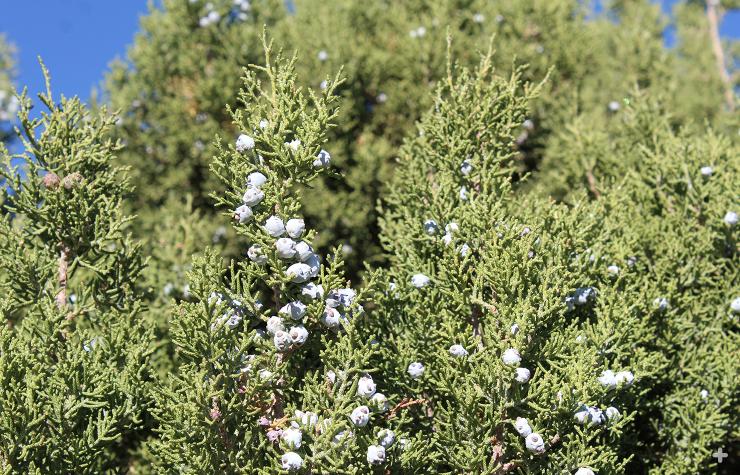 California Juniper berries.