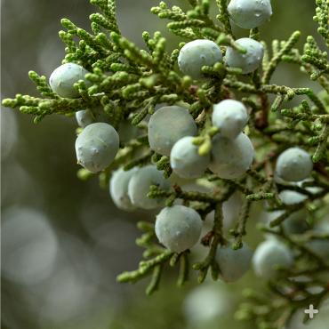 California Juniper berries.