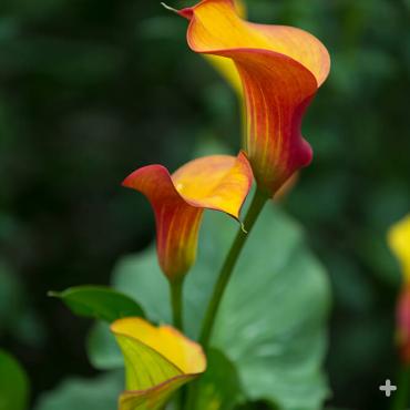 Calla lily cultivar