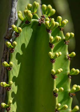Candelabra Tree