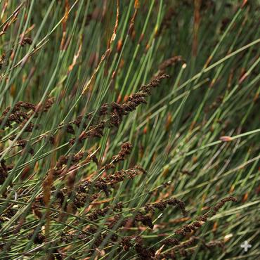 Close-up of Cape Rush, showing the papery brown bracts and the flowers