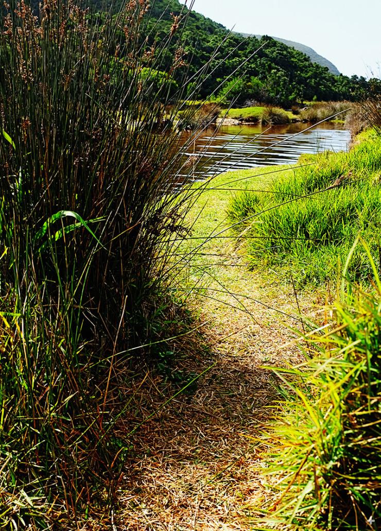 Cape Rush growing near a stream in South Africa