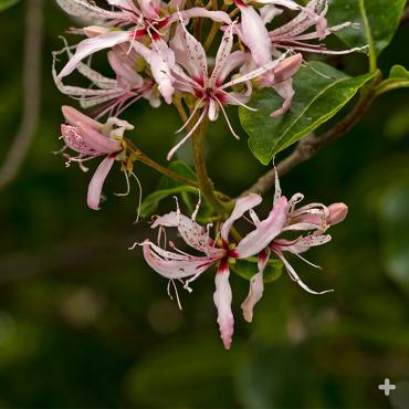 Along with its colorful blooms, the Cape chestnut tree has oil-rich leaves that smell a bit like lemon and pine when they are crushed.