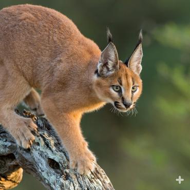 Caracal