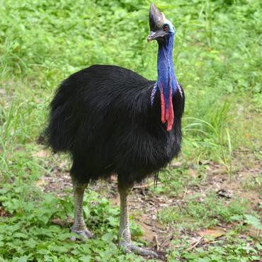 Southern cassowary
